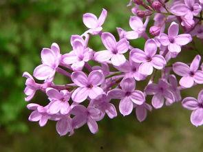 国产丁香网,探索中医药文化的瑰宝与传承